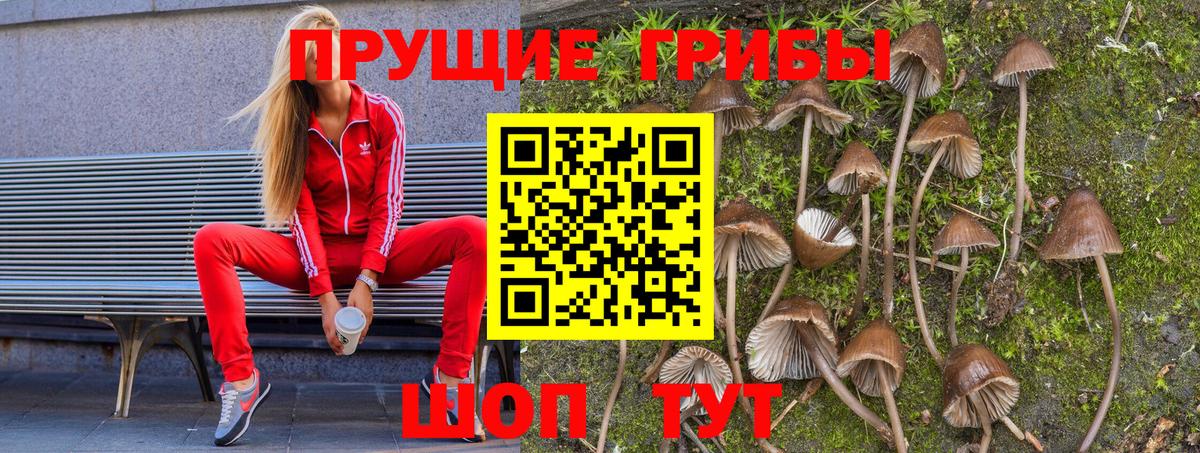 Псилоцибиновые грибы мицелий Черняховск